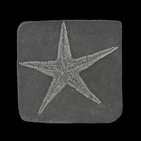 Etoile de mer fossile